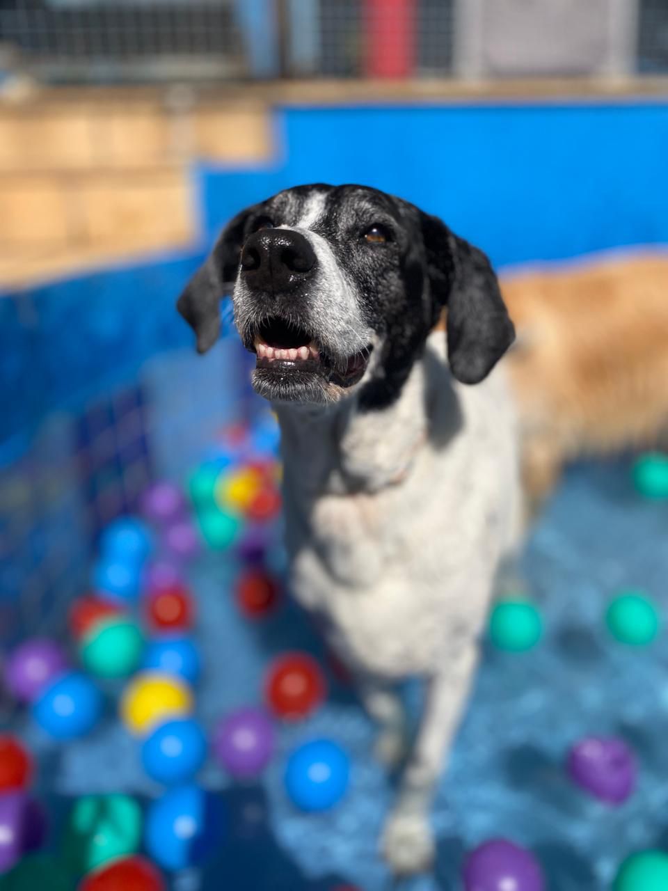 Cão na piscina de bolinhas da Educãodo — atividade de enriquecimento ambiental