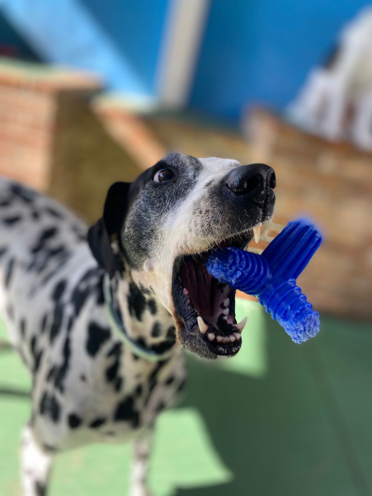 Dálmata brincando na Educãodo — ambiente de bem-estar canino
