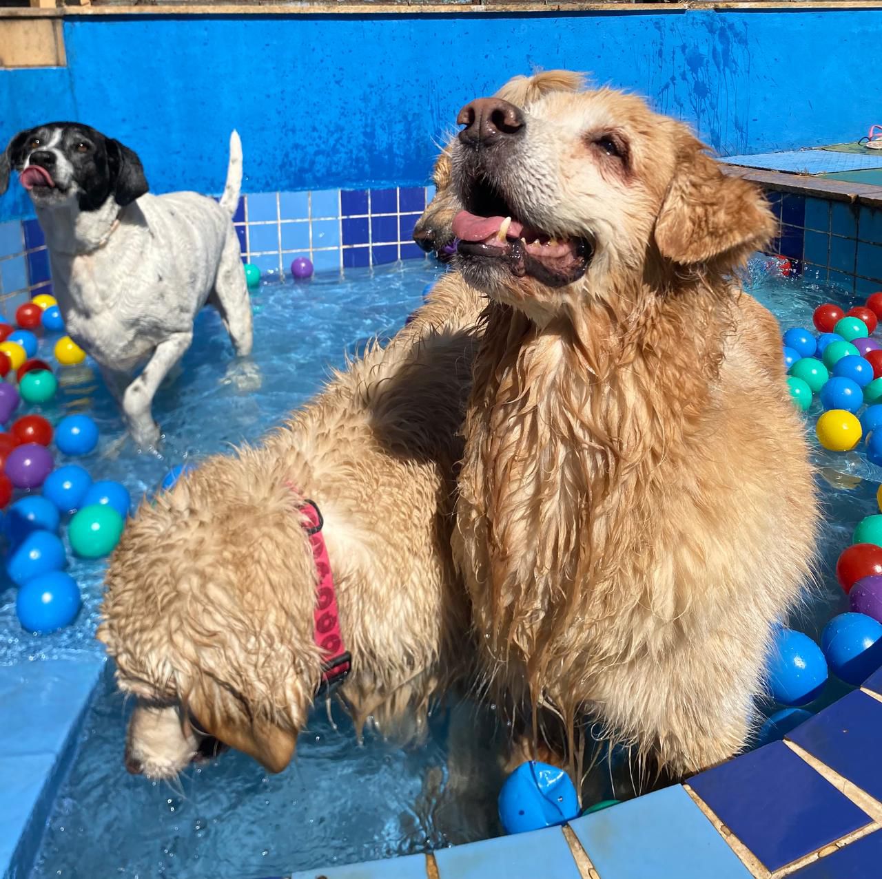 Golden retriever na piscina de bolinhas do hotel da Educãodo
