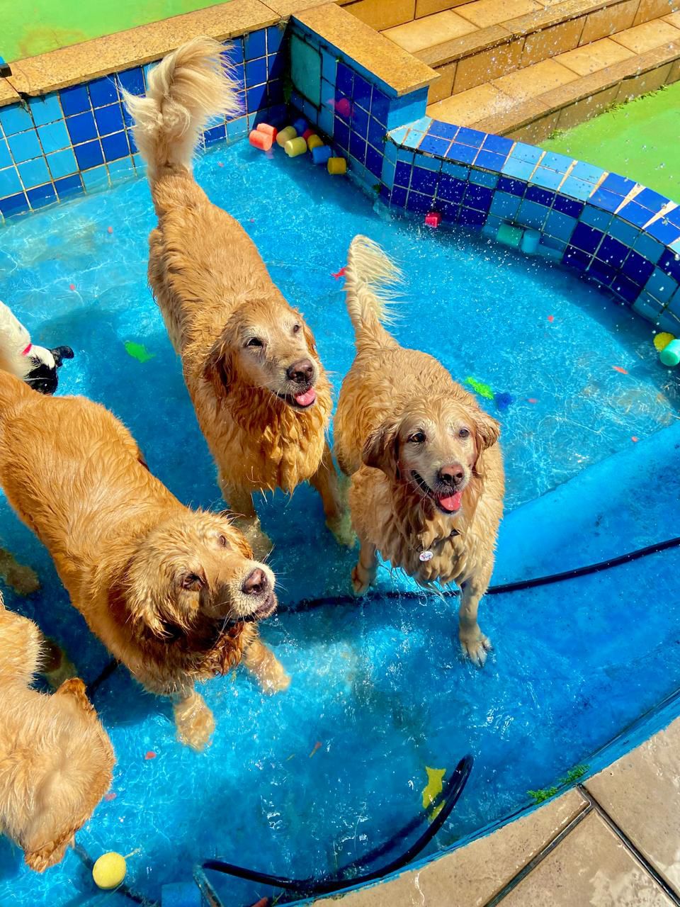 Golden retriever na piscina de bolinhas — enriquecimento ambiental na Educãodo