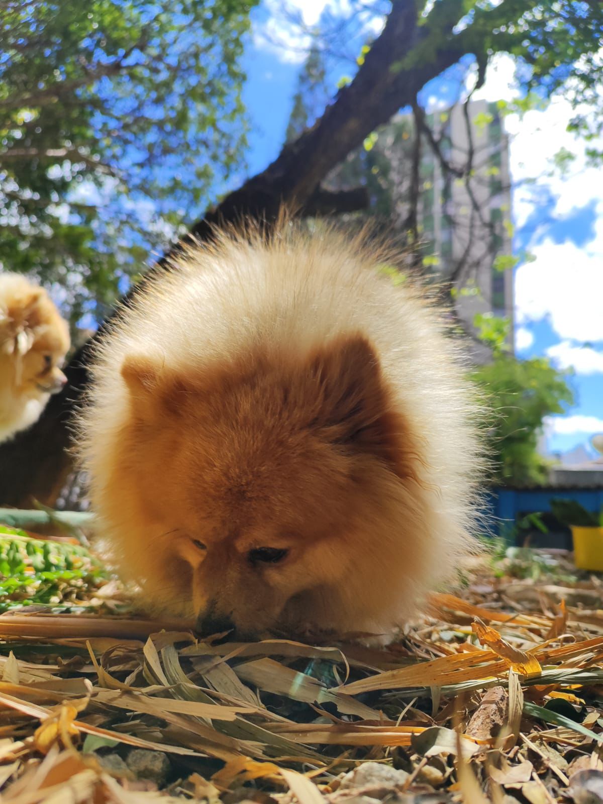 Pomerânia no ambiente da Educãodo