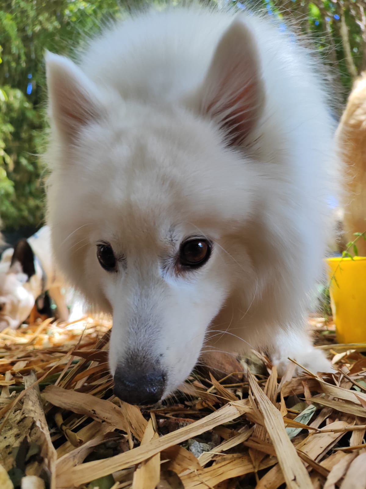 Spitz no ambiente de enriquecimento da Educãodo